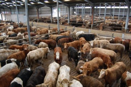 Buy CATTLE FOR SLAUGHTERING online