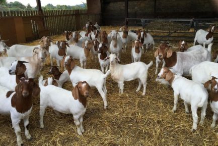 Buy PURE BREED BOER GOAT online