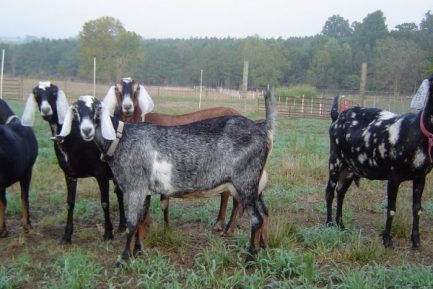Buy PURE NUBIAN DAIRY GOATS online